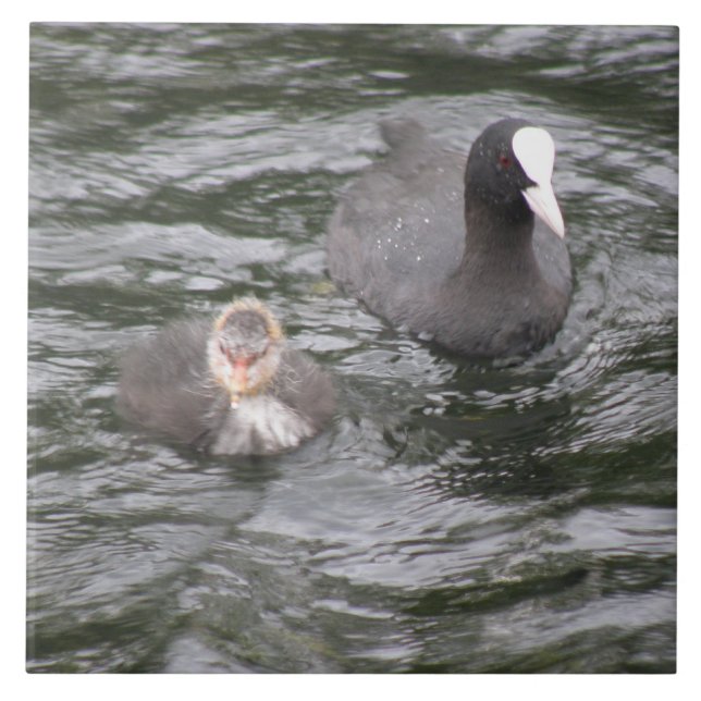 Coot and Chick Tile (Front)