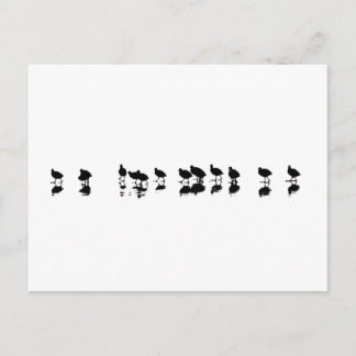 Coot Design - Black on White Postcard