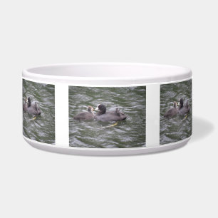 Coot Feeding Hungry Chick Pet Bowl