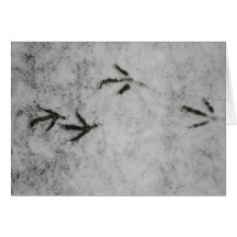 Coot Footprints In The Snow
