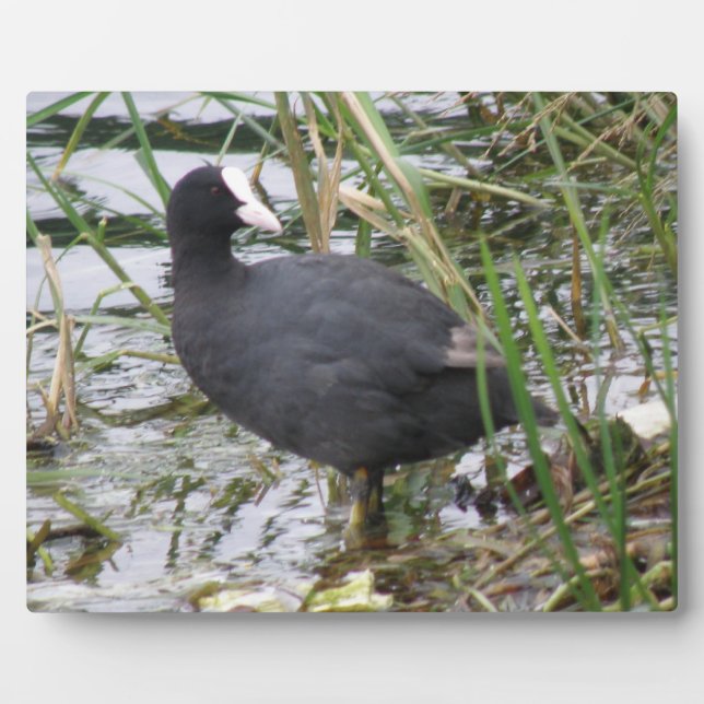 Coot on the Riverbank Plaque (Front)