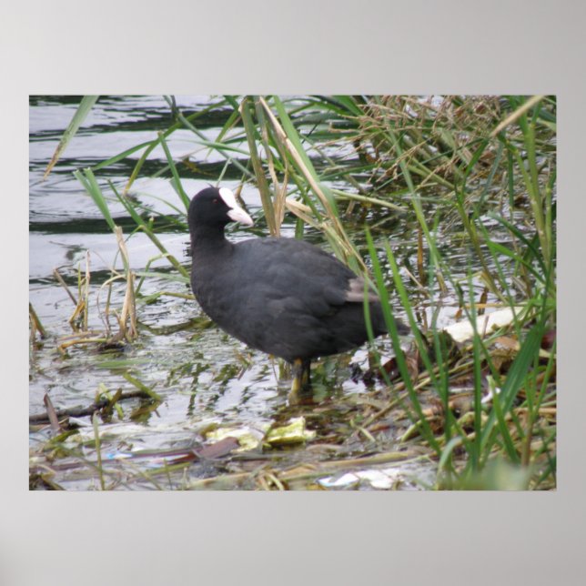 Coot on the Riverbank Poster (Front)