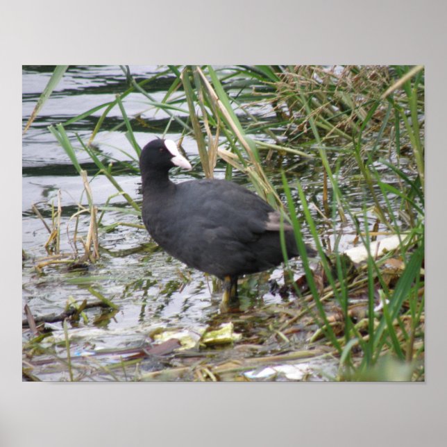 Coot on the Riverbank Poster (Front)