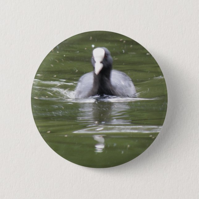 Coot Swimming Button (Front)