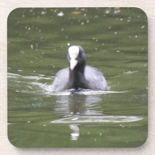 Coot Swimming Cork Coaster (Front)