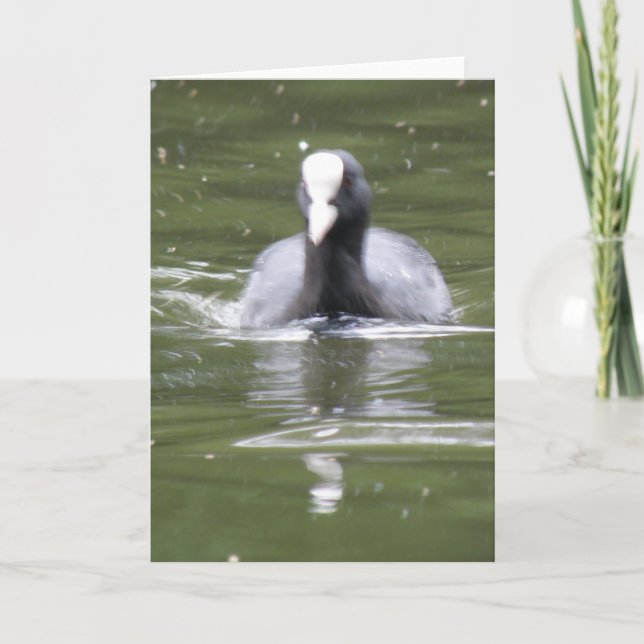 Coot Swimming Greeting Card (Front)