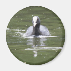 Coot Swimming Magnet