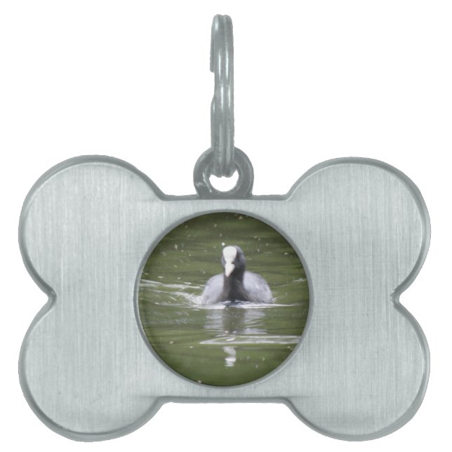 Coot Swimming Pet Tag (Front)