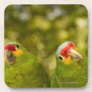 Copan, Honduras Coaster