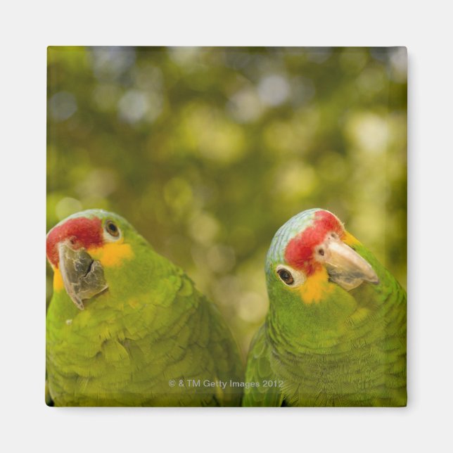 Copan, Honduras Magnet (Front)