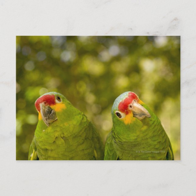 Copan, Honduras Postcard (Front)