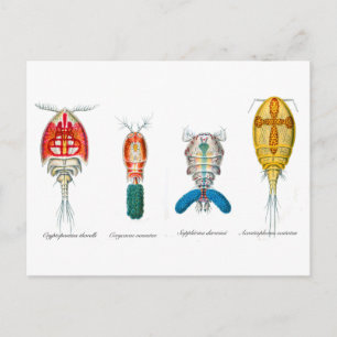 Copepods Postcard
