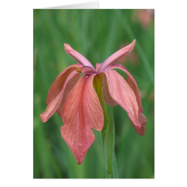 Copper Iris (Front)