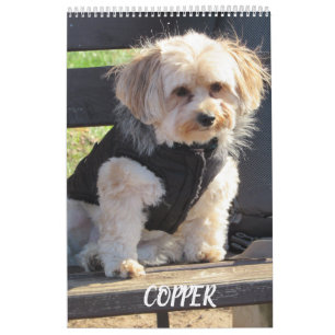 Copper the Havapookie Calendar