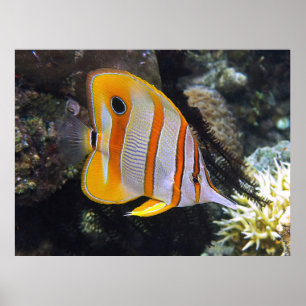 Copperband Butterflyfish Poster