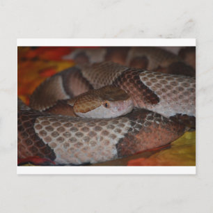 Copperhead Postcard