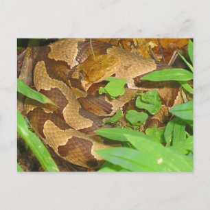 Copperhead Snake Postcard