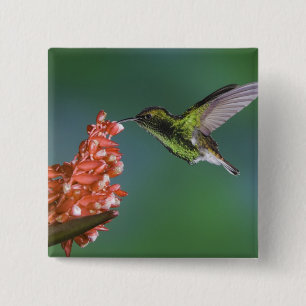 Coppery-headed Emerald, Elvira cupreiceps, 15 Cm Square Badge