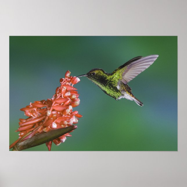 Coppery-headed Emerald, Elvira cupreiceps, Poster (Front)