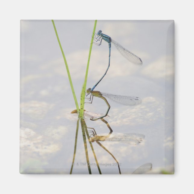 Copulation of Damselflies Magnet (Front)