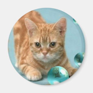 Copy Cat Kitten Magnet