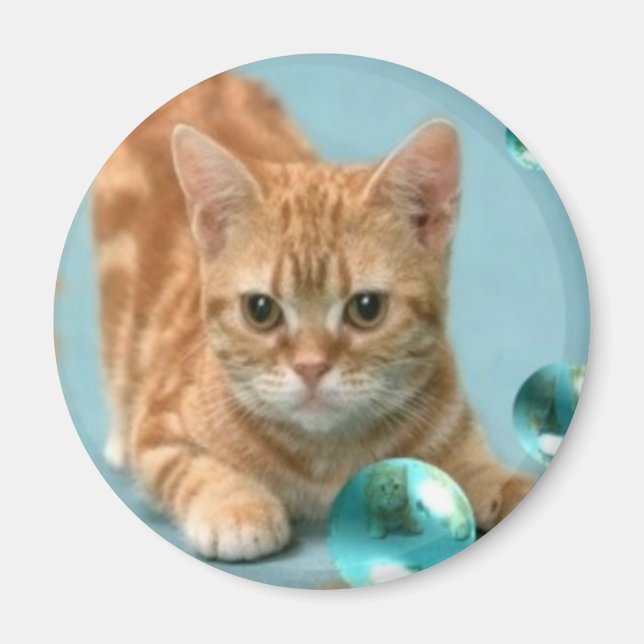 Copy Cat Kitten Magnet (Front)