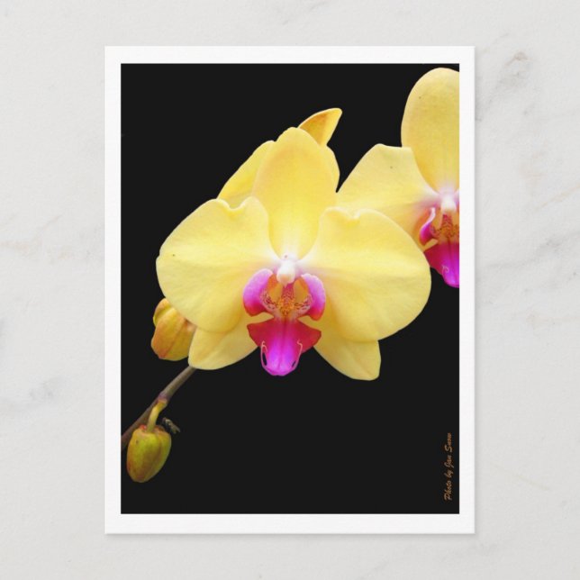 Copy of Yellow Orchids Postcard (Front)