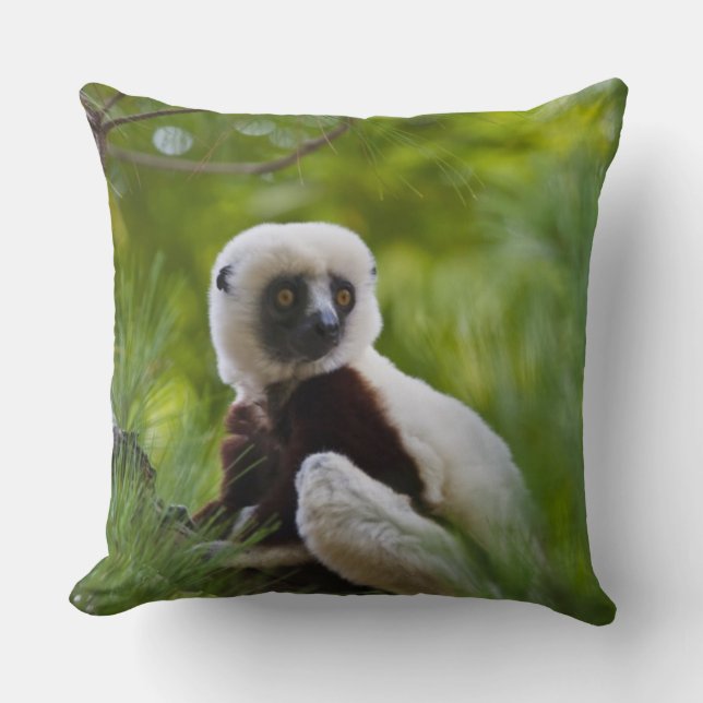 Coquerel's Sifaka in the forest 2 Cushion (Front)