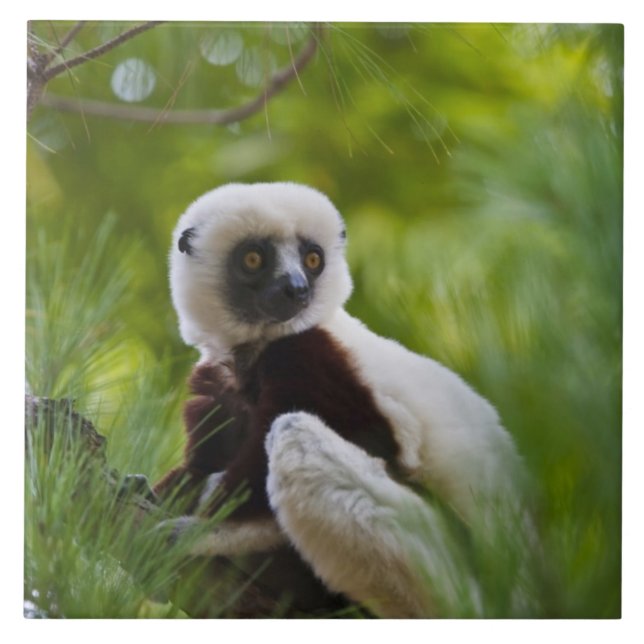 Coquerel's Sifaka in the forest 2 Tile (Front)