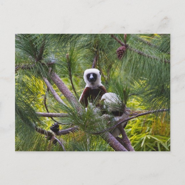 Coquerel's Sifaka in the forest Postcard (Front)