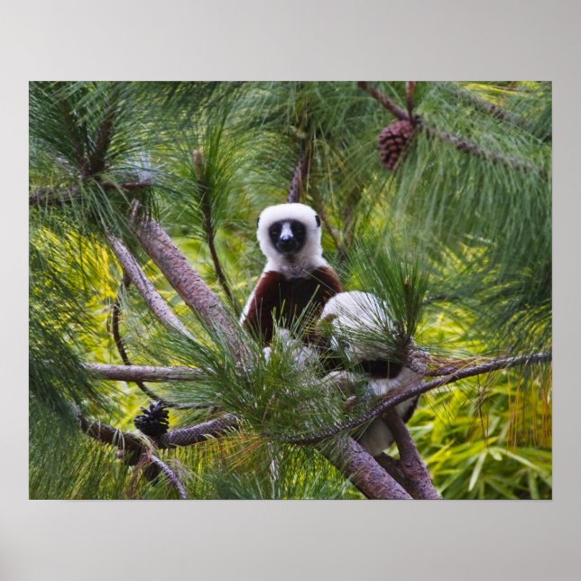 Coquerel's Sifaka in the forest Poster (Front)