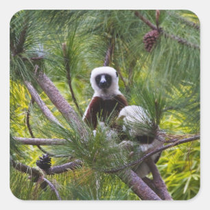 Coquerel's Sifaka in the forest Square Sticker