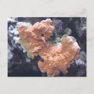 Coral # 1 postcard