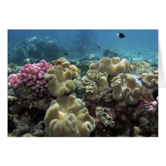 Coral, Agincourt Reef, Great Barrier Reef, (Front Horizontal)