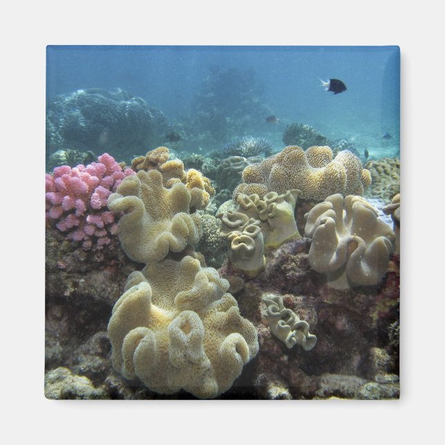 Coral, Agincourt Reef, Great Barrier Reef, Magnet (Front)