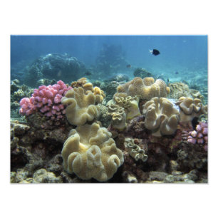 Coral, Agincourt Reef, Great Barrier Reef, Photo Print