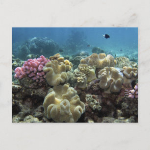 Coral, Agincourt Reef, Great Barrier Reef, Postcard