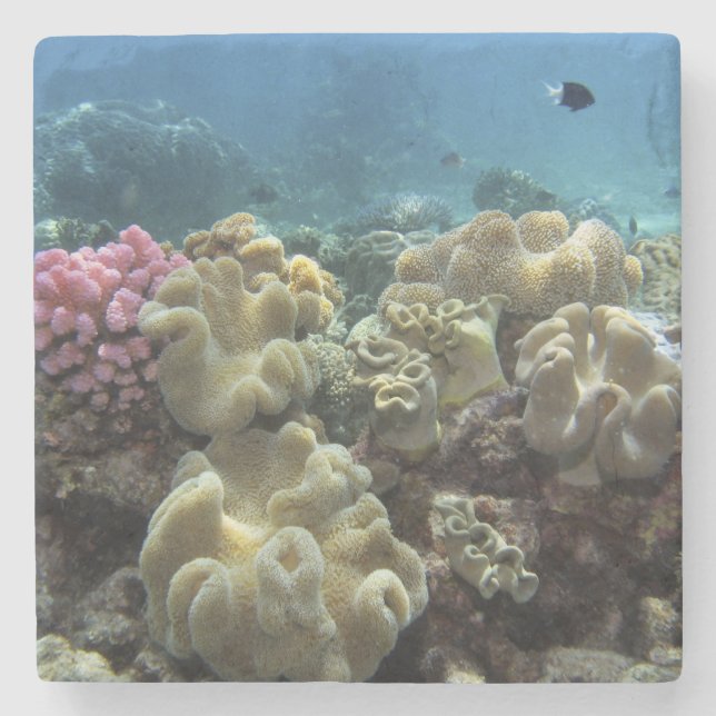 Coral, Agincourt Reef, Great Barrier Reef, Stone Coaster (Front)