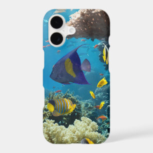Coral and fish in the Red Sea, Egypt