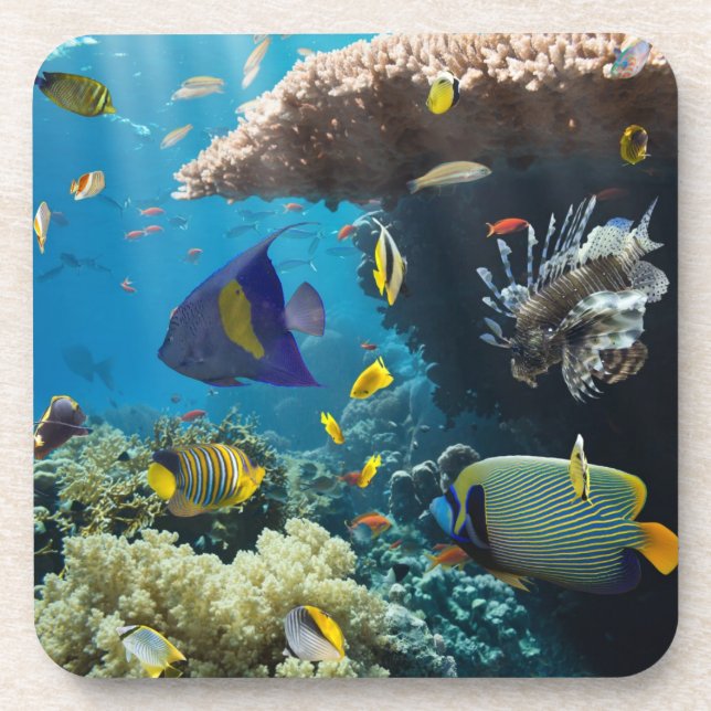 Coral and fish in the Red Sea, Egypt Coaster (Front)