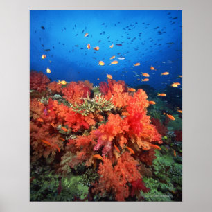 Coral and fish poster