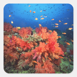 Coral and fish square sticker