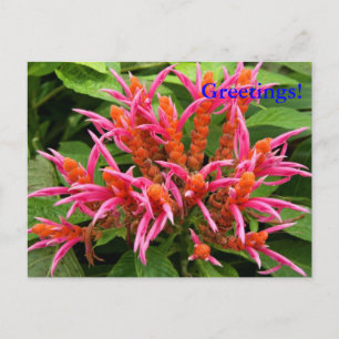 Coral Aphelandra Postcard