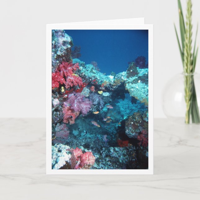 Coral Bridge, Rainbow Reef, Fiji Card (Front)