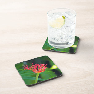 Coral Bush in bloom Coaster