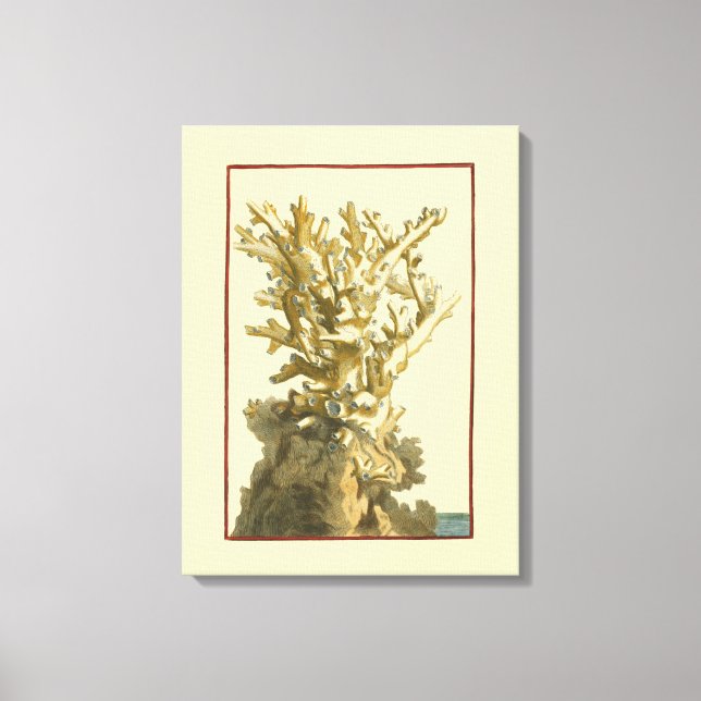 Coral by the Sea Canvas Print (Front)