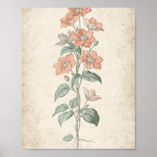 Coral Clematis Vine Botanical Art Poster