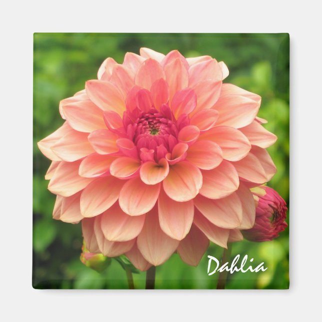 Coral Dahlia Magnet (Front)
