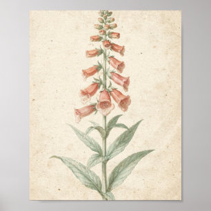 Coral Foxglove Botanical Flower Study Poster