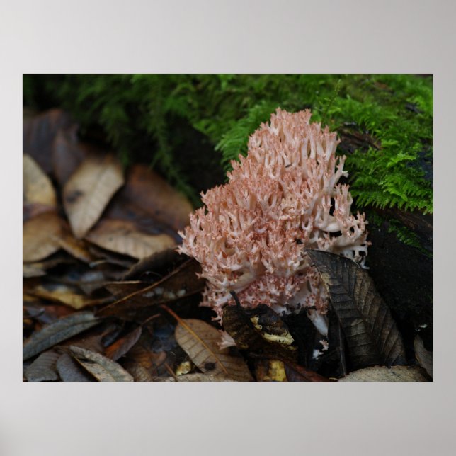 Coral Fungus Poster (Front)